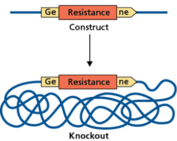 Figure extracted from Bacterial Genetics and Genomics showing insertion of a resistance marker into a gene of interest to generate a construct, which is then transferred into the chromosome to generate a knockout mutant.